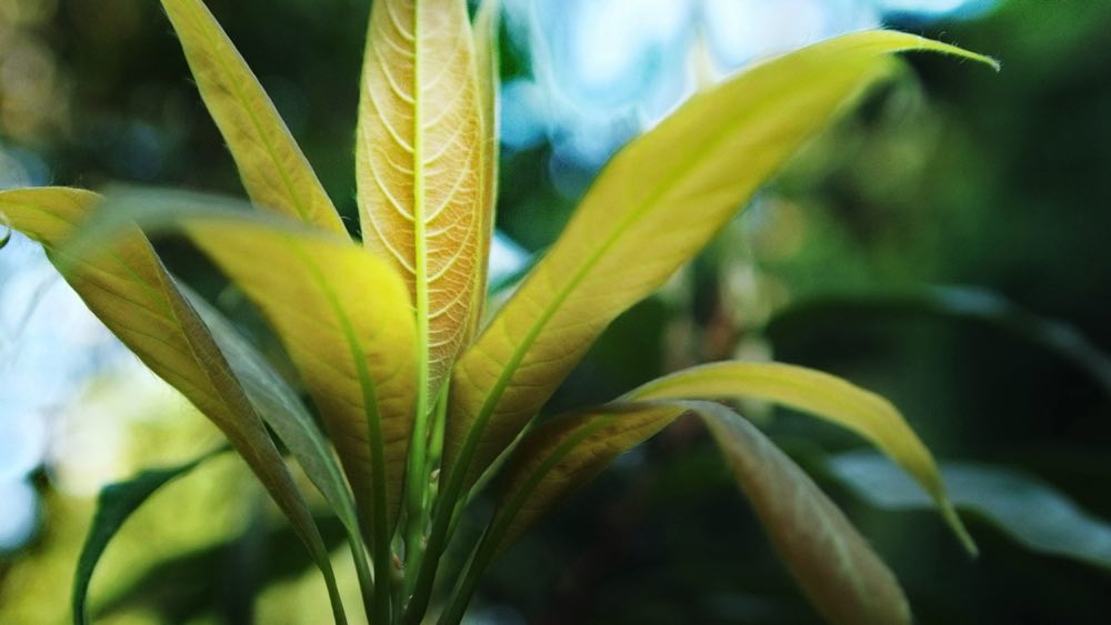 晴れの新緑。バリバリノキ。薄い新芽に光が透けます。