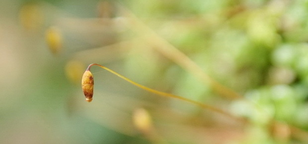 チョウチンゴケ。蒴のぶら下がり方が、提灯に見える、かな?