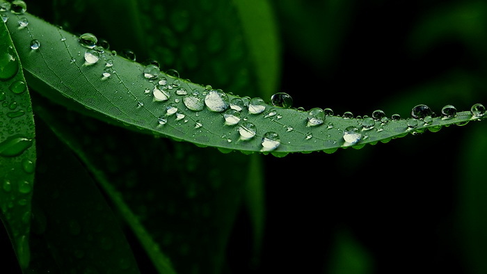ホソバタブの新芽。しっかり雨を弾く。
