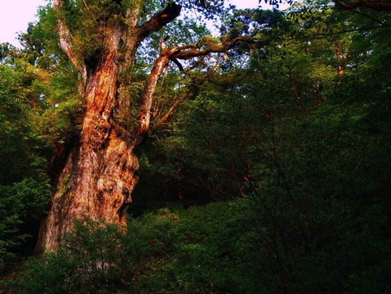 縄文杉 いつまでも 大きな姿。
