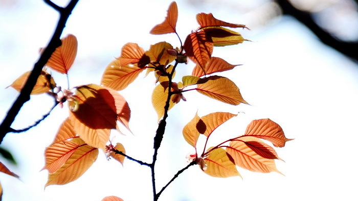 桜の新芽は、赤色で始まります。日が透けると、とてもきれい。