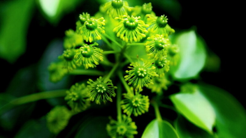 ヤマグルマ 花