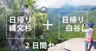 日帰り2日　縄文杉＋白谷雲水峡ツアー