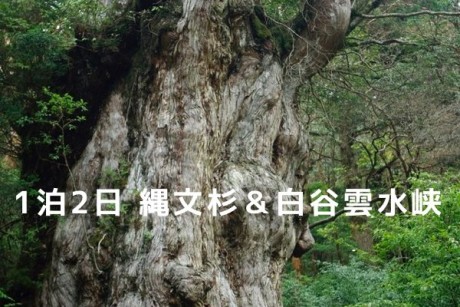 屋久島1泊2日縄文杉&白谷雲水峡ガイドエコツアー