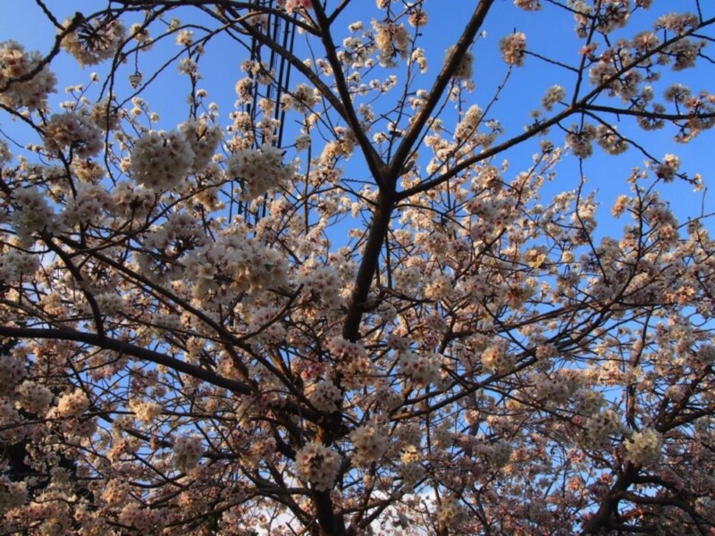 thumb_P2240109_1024.jpg 2月下旬に咲く 屋久島の桜